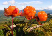 Cloudberry seed germination and planting guide