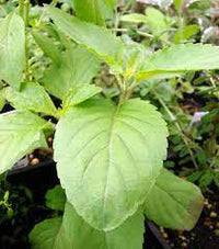 Clove Basil herb with fragrant leaves and delicate flowers