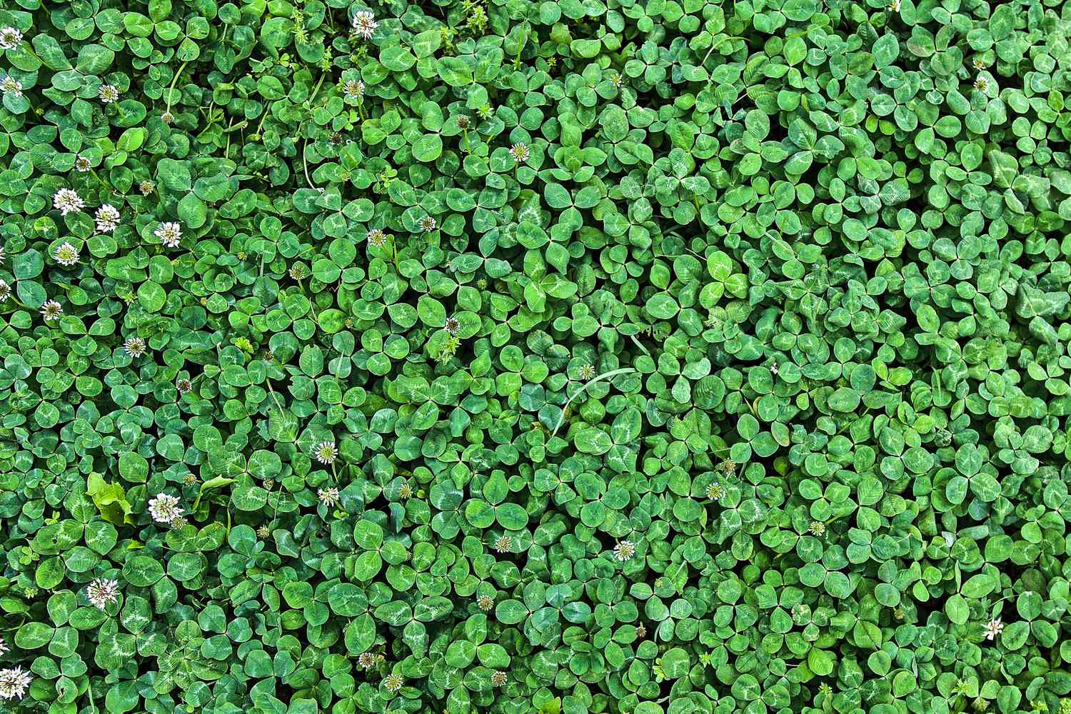 Green Clover Seeds for Planting - Hardy Perennial Flowering Clover Garden Seeds