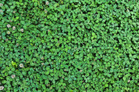 Green Clover Seeds for Planting - Hardy Perennial Flowering Clover Garden Seeds