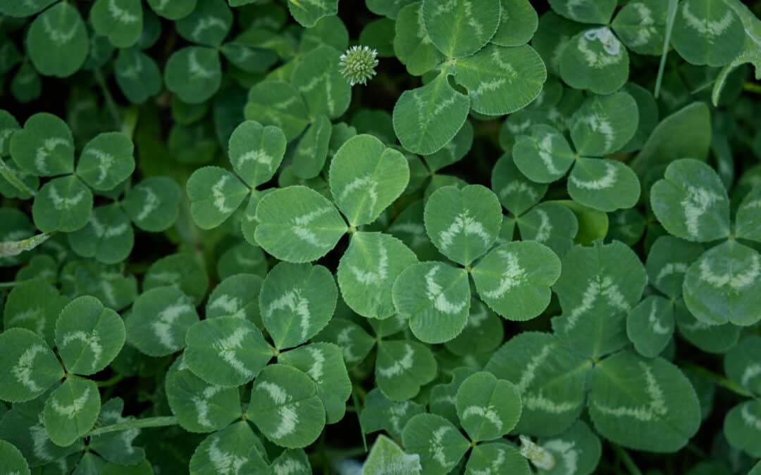 Green Clover Seeds for Planting - Hardy Perennial Flowering Clover Garden Seeds