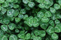 Green Clover Seeds for Planting - Hardy Perennial Flowering Clover Garden Seeds