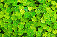 Dark Green Four Leaf Clover Seeds Colorful Display Heirloom & GMO Free Seeds for Home Garden
 
 Sale