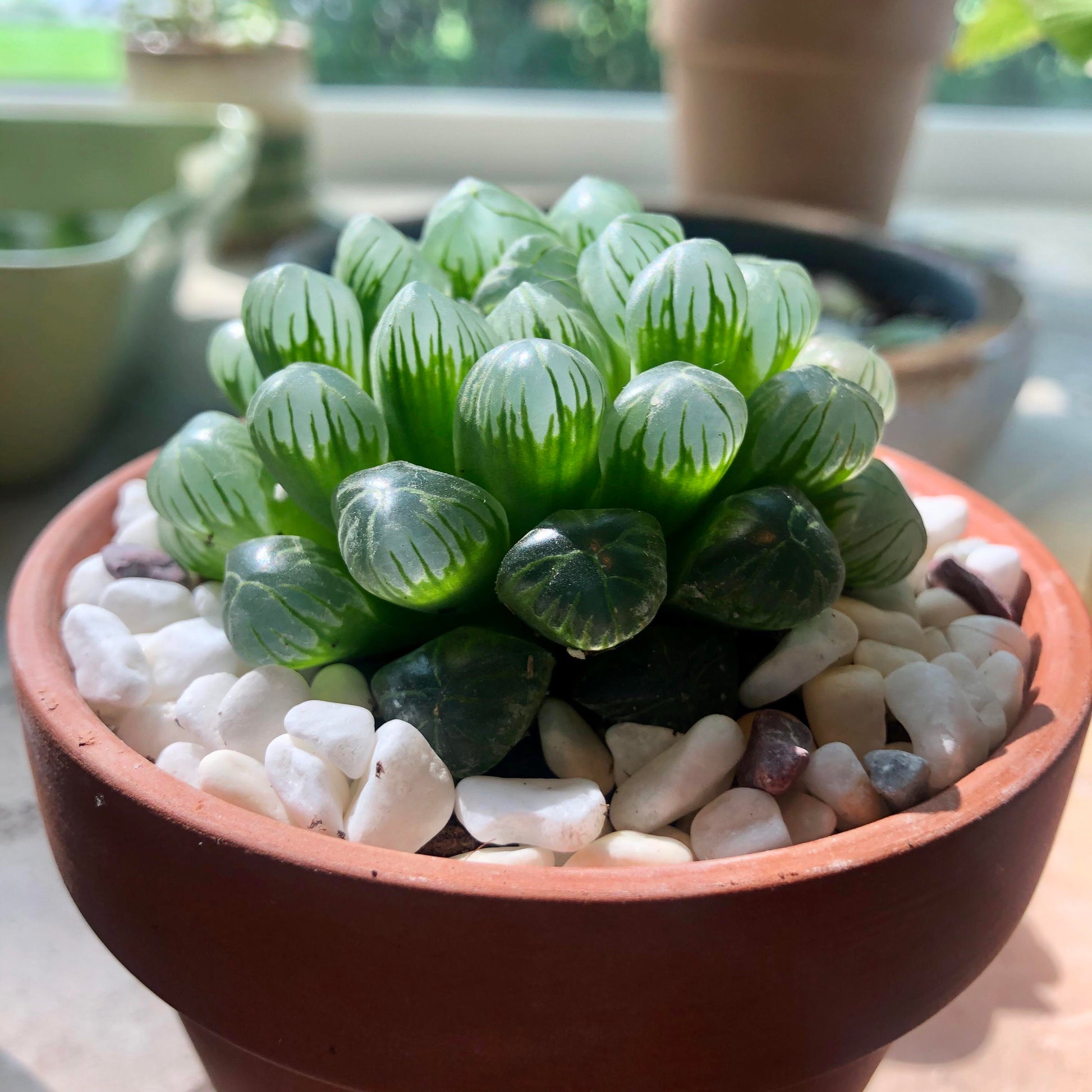 Haworthia Flower seeds for Planting - Premium Quality, Heirloom & GMO Free Seeds for Home Garden