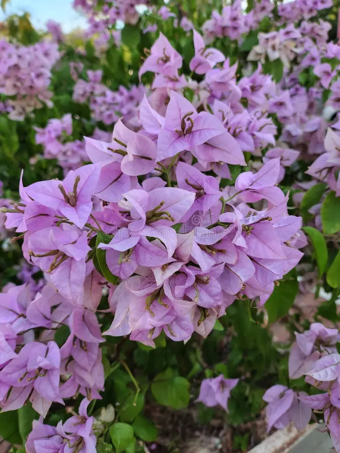 Bougainvillea Lavender Flower seeds for Planting - Hardy Variety, Heirloom & GMO Free Seeds for Home Garden