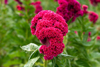 Celosia Flower seeds for Planting Fragrant Blossoms Heirloom & GMO Free Seeds for Home Garden
