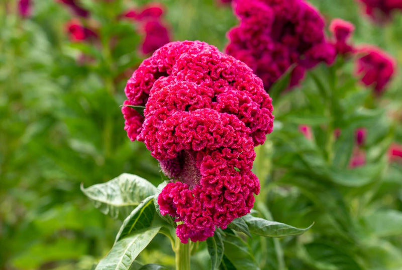 Celosia Flower seeds for Planting Fragrant Blossoms Heirloom & GMO Free Seeds for Home Garden