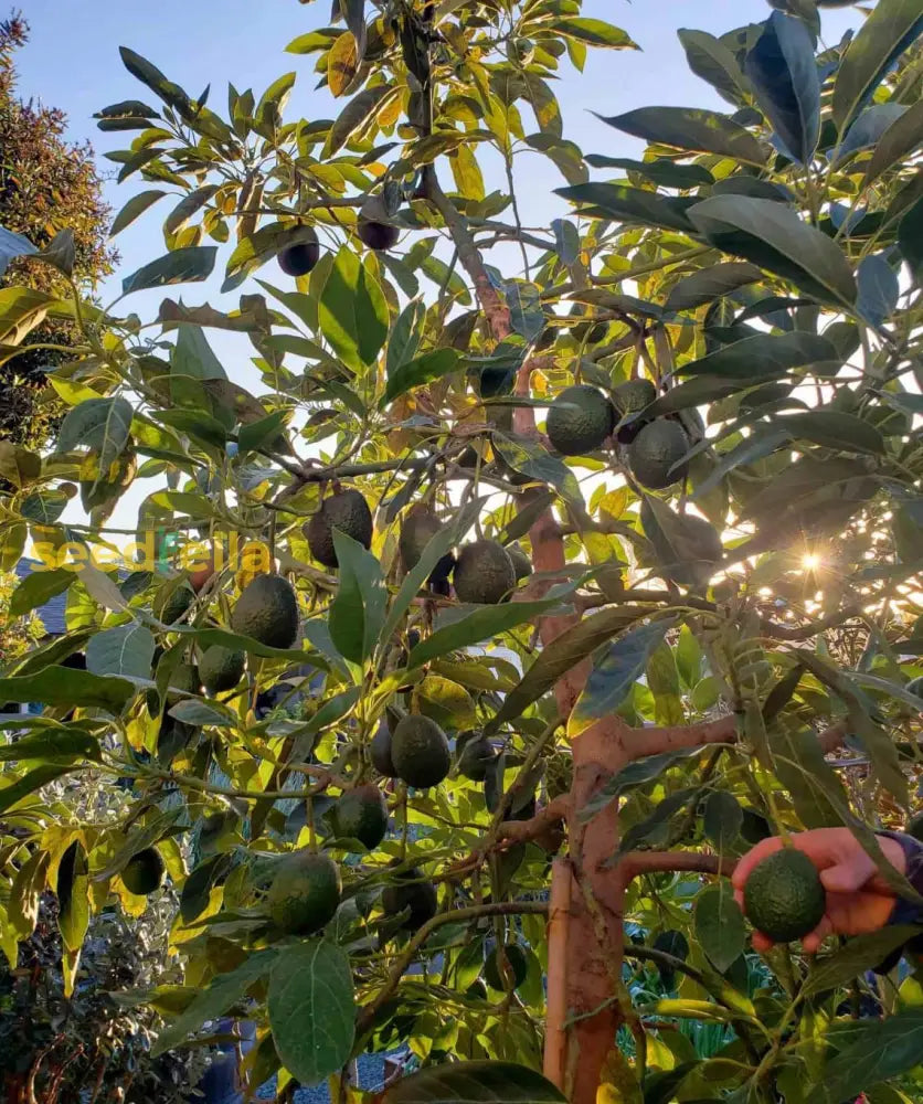 Coldhardy Avocado seedling sprouting