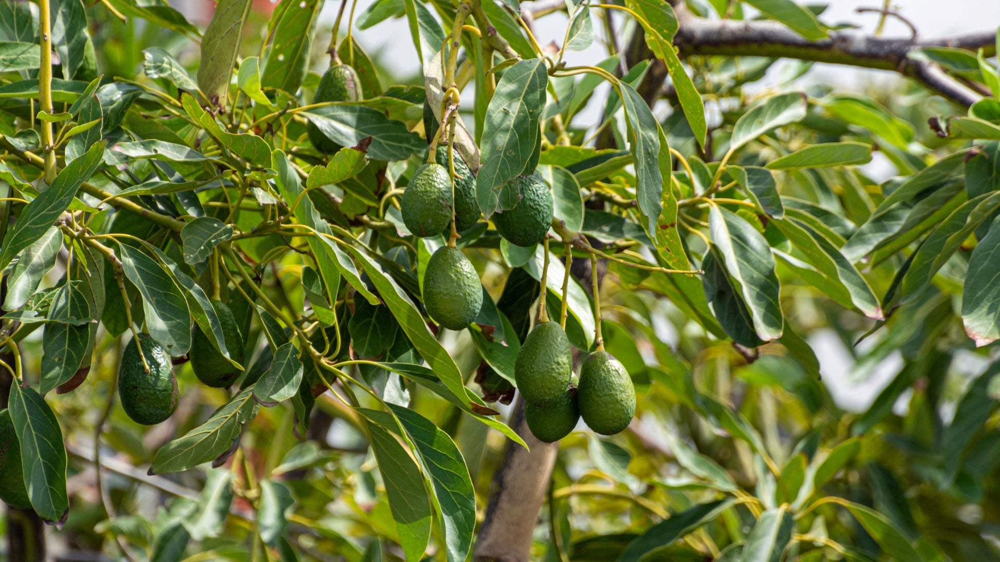 Coldhardy Avocado seeds for planting non GMO
