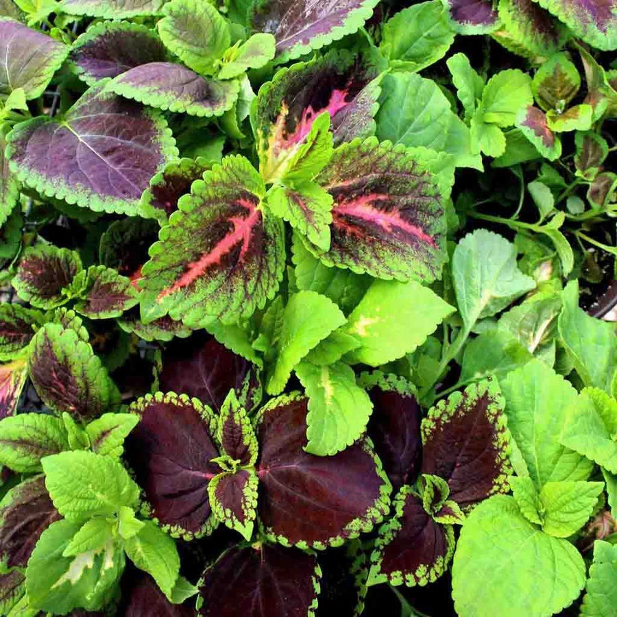 Green & Black Coleus Flower seeds for Planting Cottage Garden Essential Heirloom & GMO Free Seeds for Home Garden
