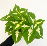 White Green Coleus Flower seeds for Planting GMO Free Heirloom & GMO Free Seeds For Home Garden 
 
 Sale