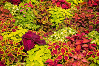 Pink Yellow Dragon Coleus for Garden Long Bloom Season Heirloom & GMO Free Seeds for Home Garden
 
 Sale