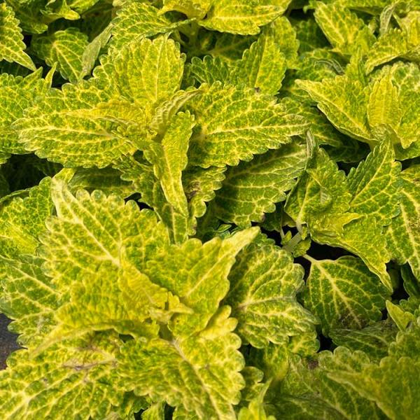 Green Yellow Coleus Flower seeds for Planting Long Bloom Season Heirloom & GMO Free Seeds for Home Garden