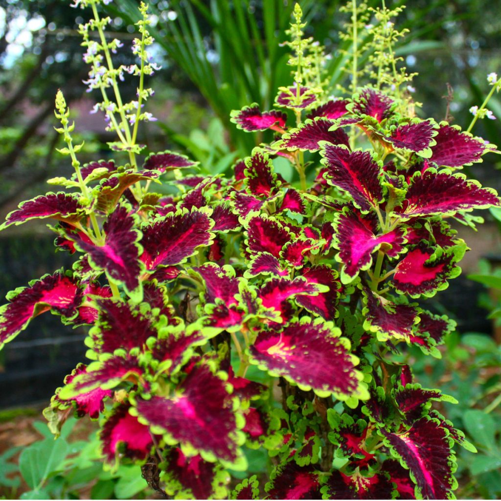 Coleus Flower seeds for Planting Fragrant Blossoms Heirloom & GMO Free Seeds for Home Garden