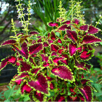 Coleus Flower seeds for Planting Fragrant Blossoms Heirloom & GMO Free Seeds for Home Garden
