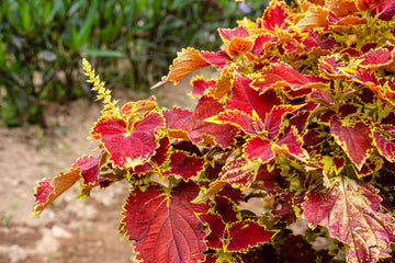 Pink Yellow Dragon Coleus for Garden Long Bloom Season Heirloom & GMO Free Seeds for Home Garden
 
 Sale