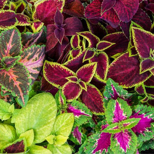 Coleus Flower seeds for Planting - Pollinator Friendly, Heirloom & GMO Free Seeds for Home Garden