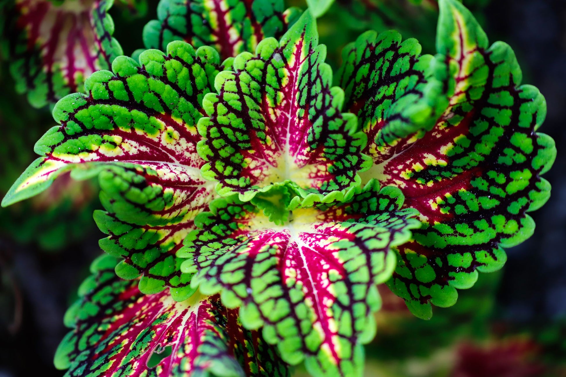 Bonsai Semi di Begonia Cortile Balcone Coleus Semi di Fiori