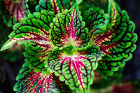 Bonsai Semi di Begonia Cortile Balcone Coleus Semi di Fiori