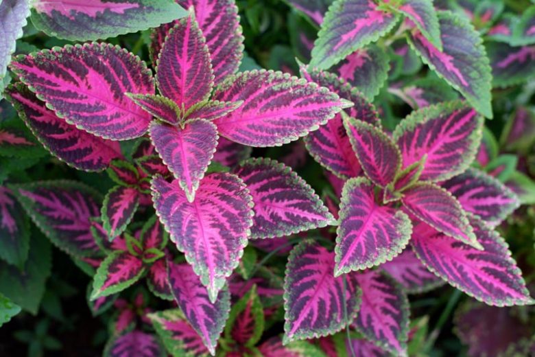 Mixed Color Coleus Flower seeds for Planting - Sun Loving, Heirloom & GMO Free Seeds for Home Garden