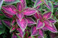 Mixed Color Coleus Flower seeds for Planting - Sun Loving, Heirloom & GMO Free Seeds for Home Garden
