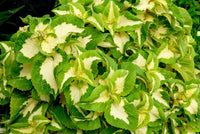 White Green Coleus Flower seeds for Planting GMO Free Heirloom & GMO Free Seeds For Home Garden 
 
 Sale