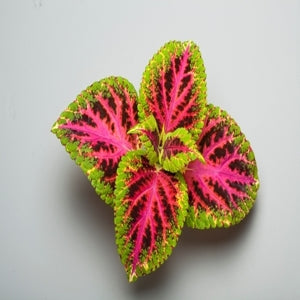 Green Pink Dragon Coleus for Planting Vibrant Colors Heirloom & GMO Free Seeds for Home Garden
 
 Sale