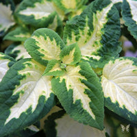 White Green Coleus for Planting Long Bloom Season Heirloom & GMO Free Seeds for Home Garden
 
 Sale
