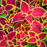 Yellow Red Dragon Coleus Seeds for Planting Drought Tolerant Heirloom & GMO Free Seeds for Home Garden
 
 Sale