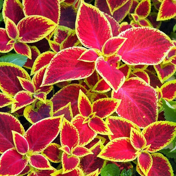 Yellow Red Dragon Coleus Seeds for Planting Drought Tolerant Heirloom & GMO Free Seeds for Home Garden
 
 Sale