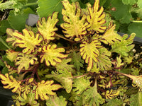 Yellow Dragon Coleus Seeds for Planting – Wildflower Mix Heirloom & NonGMO Seeds for Home Garden
 
 Sale