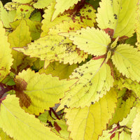 Yellow Coleus Flower seeds for Planting - Garden Favorite, Heirloom & GMO Free Seeds for Home Garden