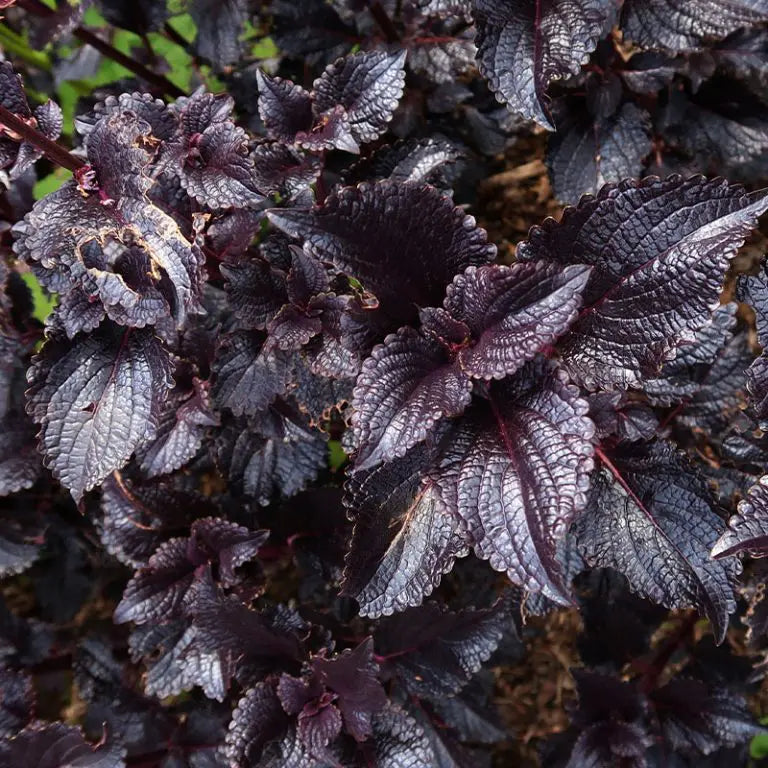 Black Coleus Flower seeds for Planting Drought Tolerant Heirloom & GMO Free Seeds for Home Garden