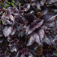 Black Coleus Flower seeds for Planting Drought Tolerant Heirloom & GMO Free Seeds for Home Garden