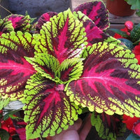 Fresh Coleus Flower seeds for Planting - Perfect for Borders, Heirloom & GMO Free Seeds for Home Garden