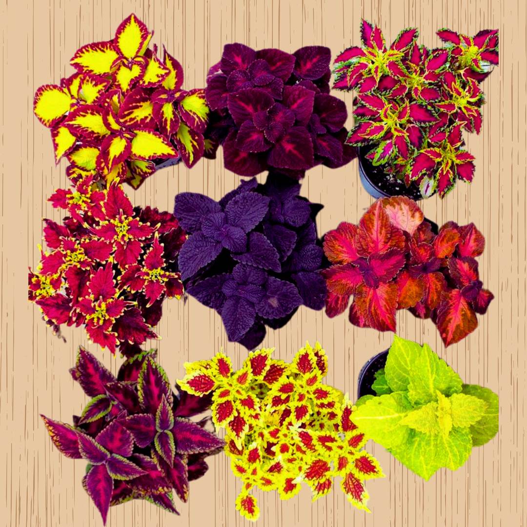 Heirloom Coleus Flower seeds for Planting Shade Tolerant Heirloom & GMO Free Seeds for Home Garden