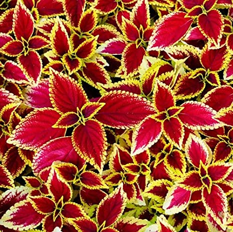 Red Yellow Coleus Flower seeds for Planting Cottage Garden Essential Heirloom & GMO Free Seeds for Home Garden