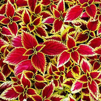 Red Yellow Coleus Flower seeds for Planting Cottage Garden Essential Heirloom & GMO Free Seeds for Home Garden