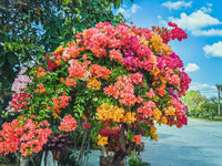 Bougainvillea Spectabilis Flower seeds for Planting - Pollinator Friendly, Heirloom & GMO Free Seeds for Home Garden