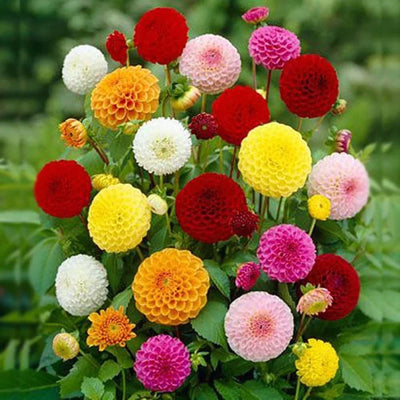 100 Pcs