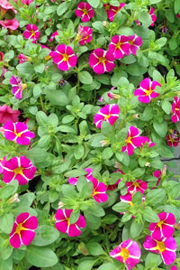 Pink & Yellow Petunia Flower seeds for Planting Bright Blooms Heirloom & GMO Free Seeds for Home Garden