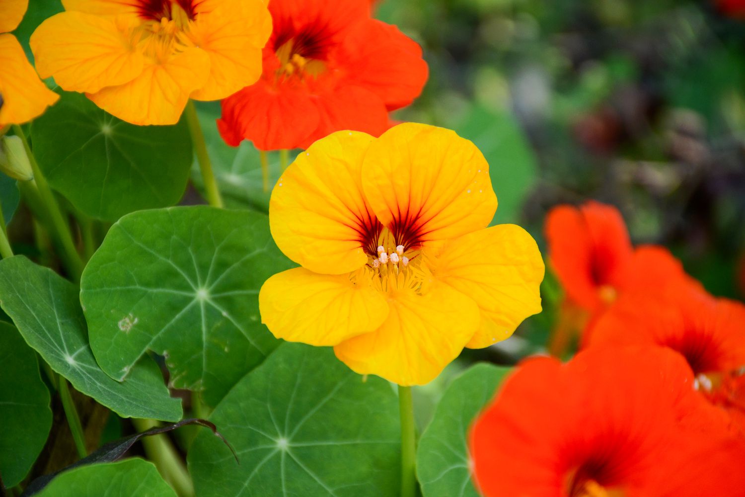 Sturt's Red Flower Seeds for Planting - Vibrant Blooms for Your Garden