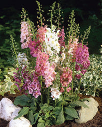 Colorful Mixed Phoeniceum Flower Seeds for Easy Garden Planting