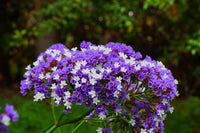 Sea Lavender Flower seeds for Planting - Long Bloom Season, Heirloom & GMO Free Seeds for Home Garden