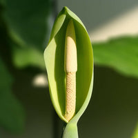 Green Alocasia Flower seeds for Planting - Seasonal Bloomer, Heirloom & GMO Free Seeds for Home Garden