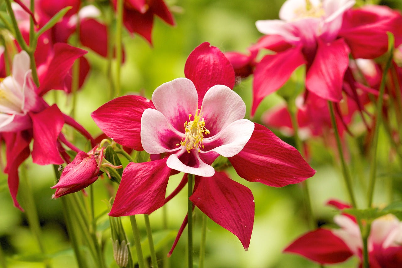 Aquilegia Columbine Flower seeds for Planting Vibrant Colors Heirloom & GMO Free Seeds for Home Garden