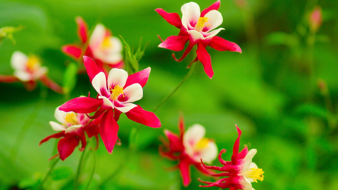 Aquilegia Columbine Flower seeds for Planting Vibrant Colors Heirloom & GMO Free Seeds for Home Garden