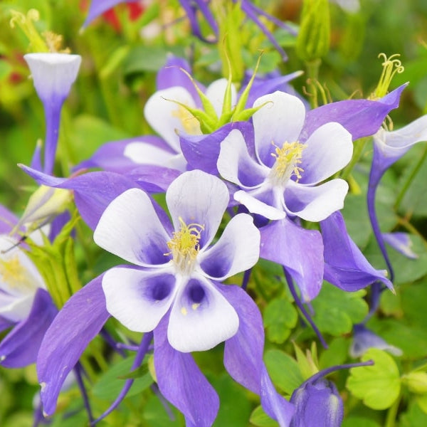 Purple Columbines Flower seeds for Planting Bright Blooms Heirloom & GMO Free Seeds for Home Garden 
 
 Sale