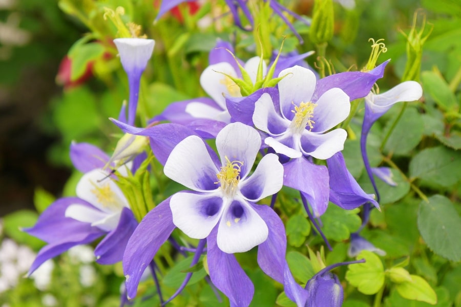 Aquilegia Flower seeds for Planting Low Maintenance Heirloom & GMO Free Seeds for Home Garden