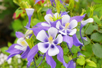 Aquilegia Flower seeds for Planting Low Maintenance Heirloom & GMO Free Seeds for Home Garden